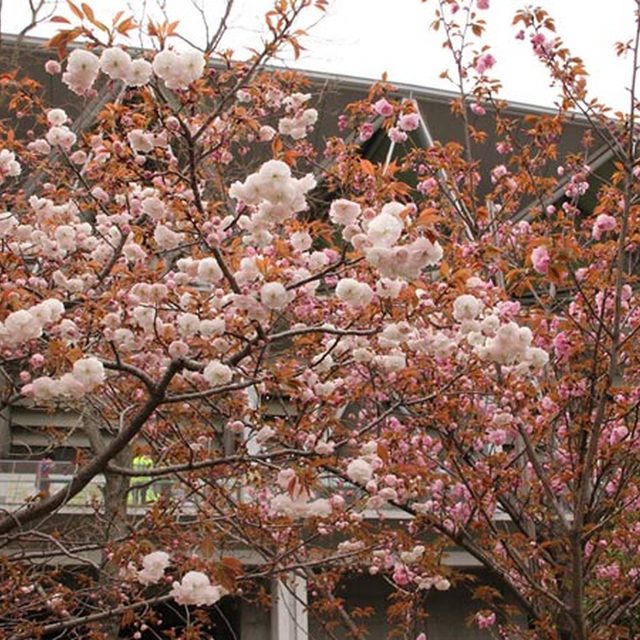２本の八重桜
