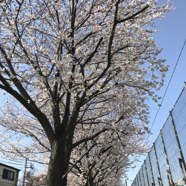 既に桜は見ごろに！