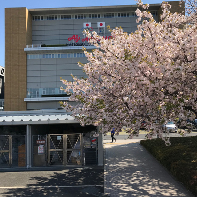 スタジアム横の桜は花が散り葉桜に