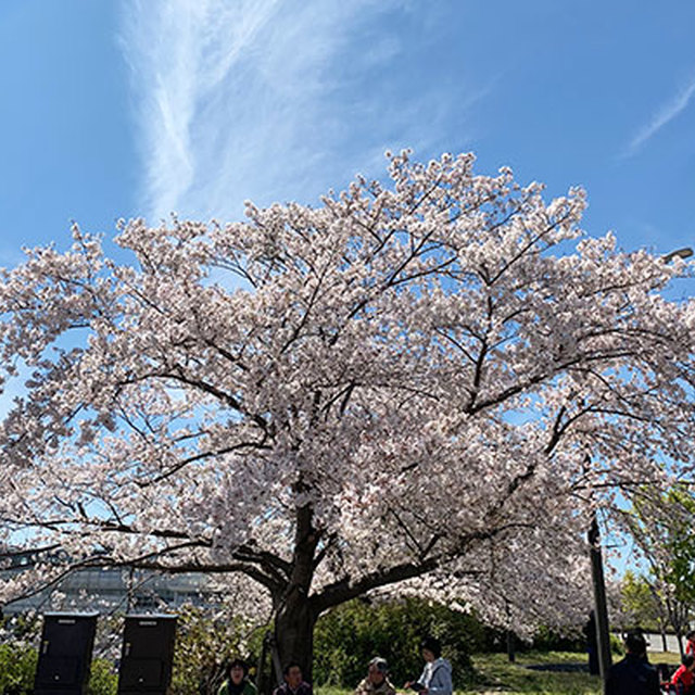 咲き誇る万博の桜