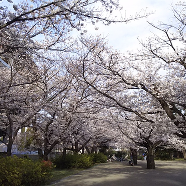 等々力横の広場は桜が満開です